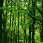 tree_woods_00020